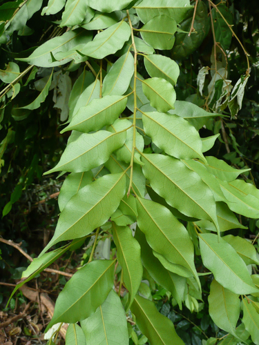 Drypetes aubrevillei (Pepper stick) — photo
