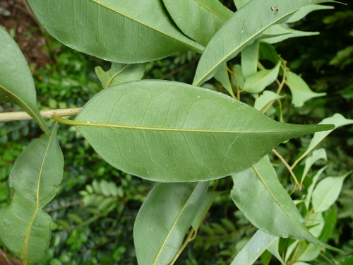 Drypetes aubrevillei (Pepper stick) — photo
