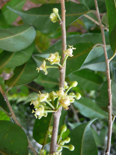 Drypetes aubrevillei