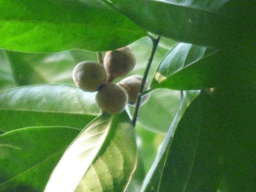 Drypetes brownii (Brown drypetes) — photo