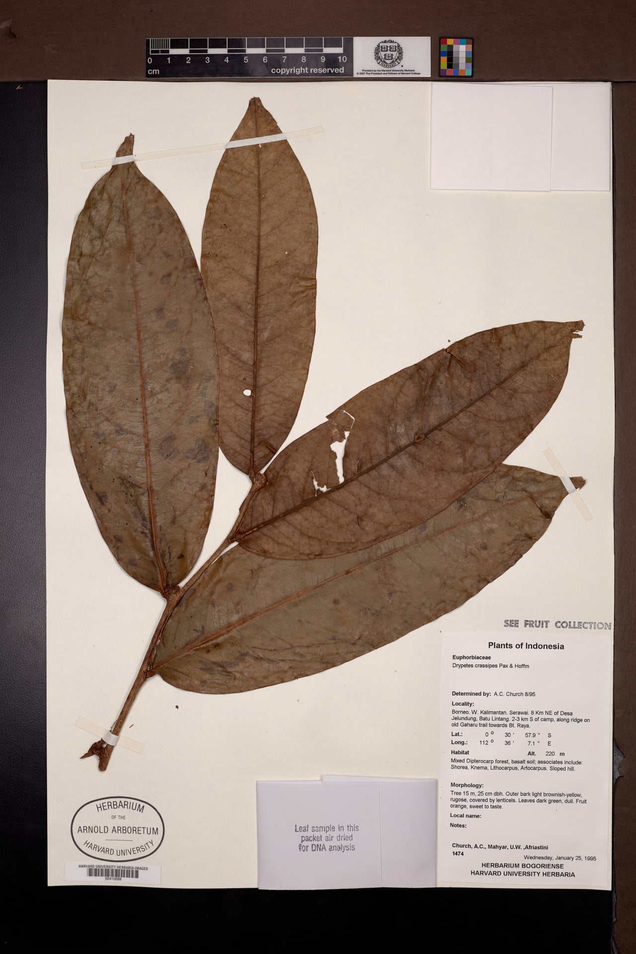 Drypetes crassipes — photo