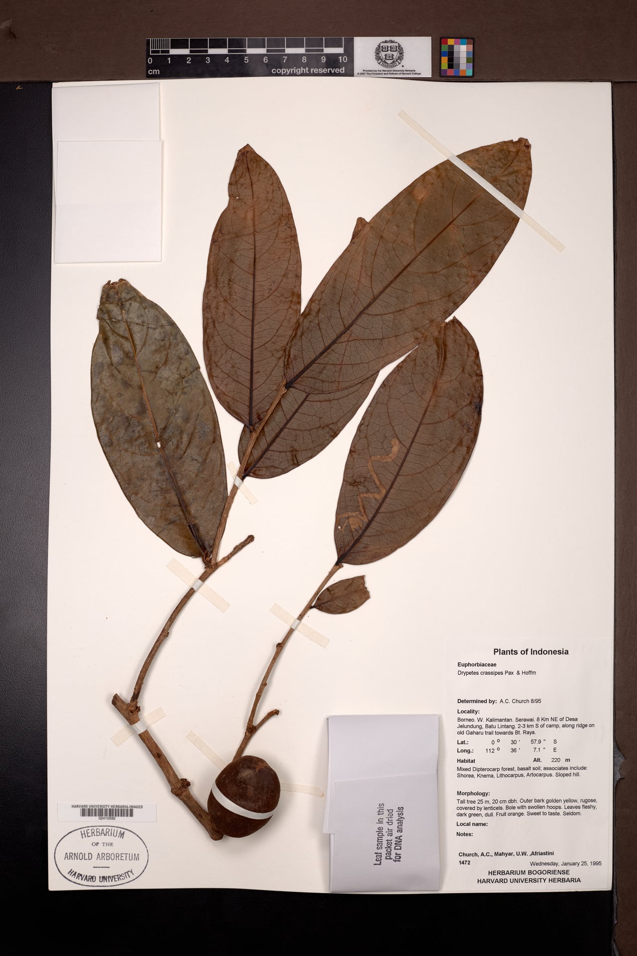 Drypetes crassipes — photo