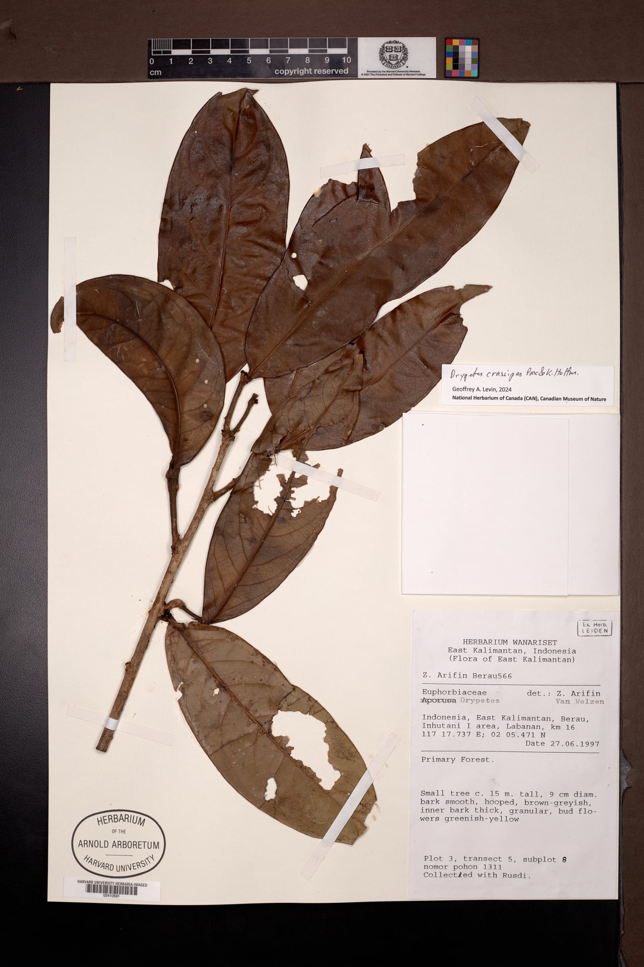 Drypetes crassipes