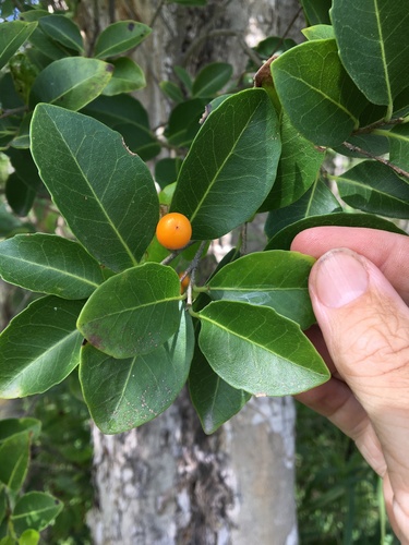 Drypetes deplanchei (Yellow Tulipwood) — photo