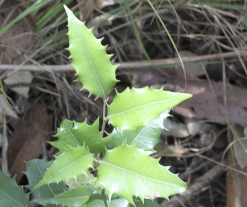 Drypetes deplanchei (Yellow Tulipwood) — photo