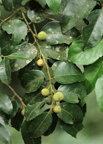 Drypetes gerrardii (Forest iron plum) — photo