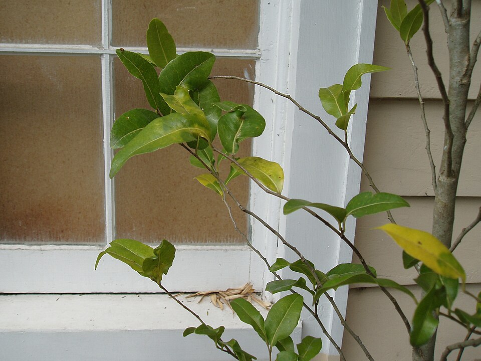 Drypetes lasiogyna (Grey Bark) — photo