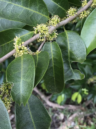 Drypetes lateriflora — photo