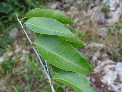Drypetes lateriflora — photo