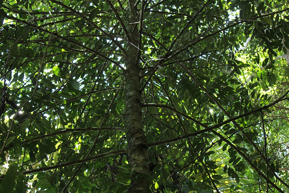Drypetes longifolia (Long-leaf drypetes tree) — photo