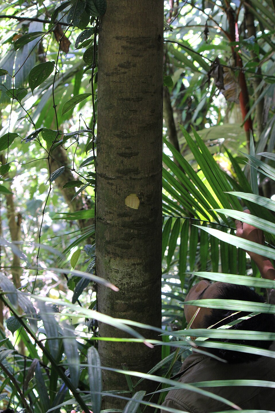 Drypetes longifolia (Long-leaf drypetes tree) — photo