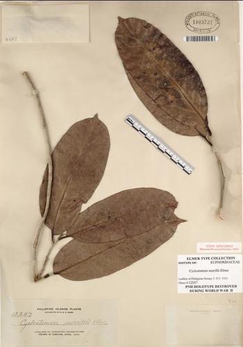 Drypetes longifolia