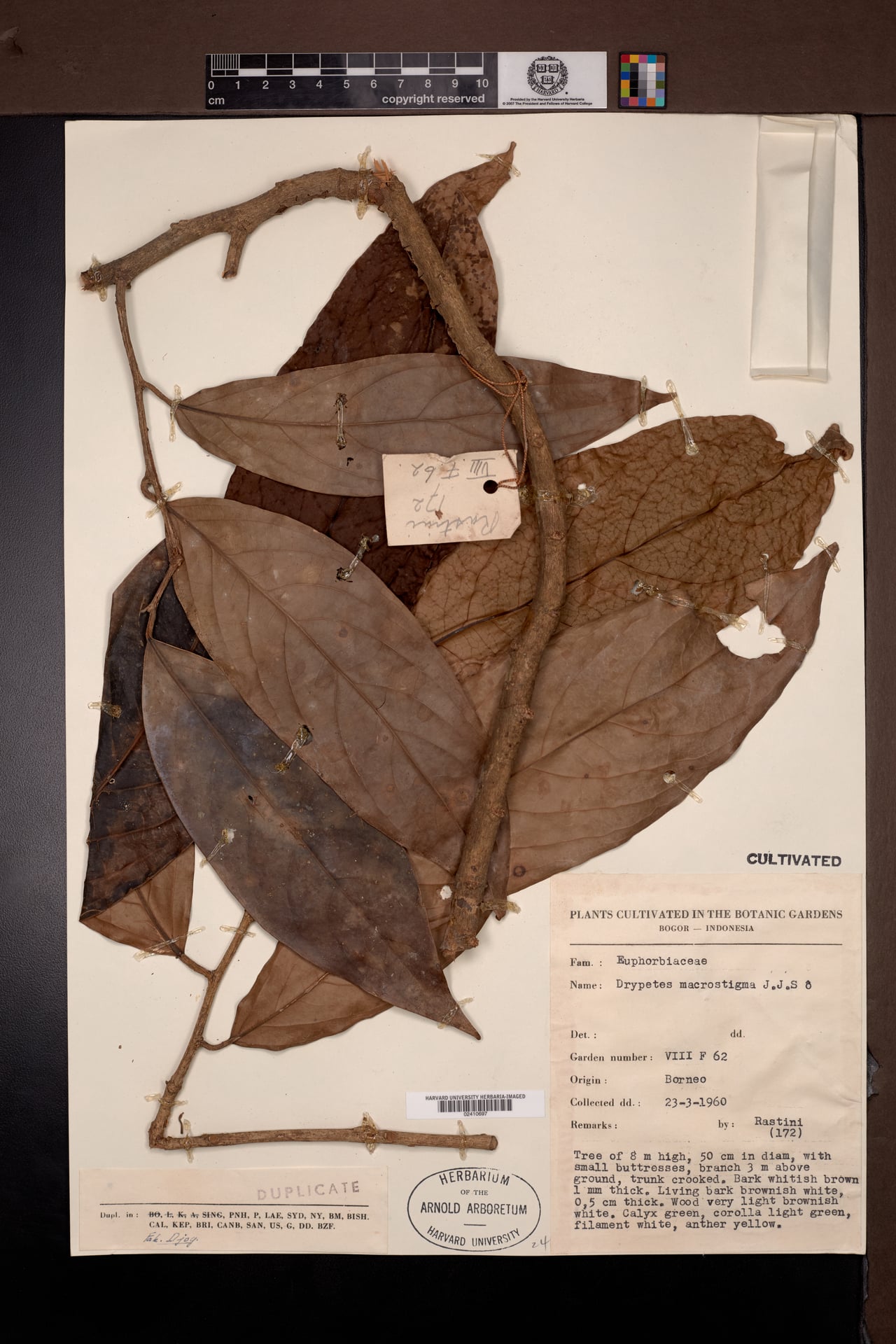Drypetes macrostigma (Babas drypetes tree) — photo