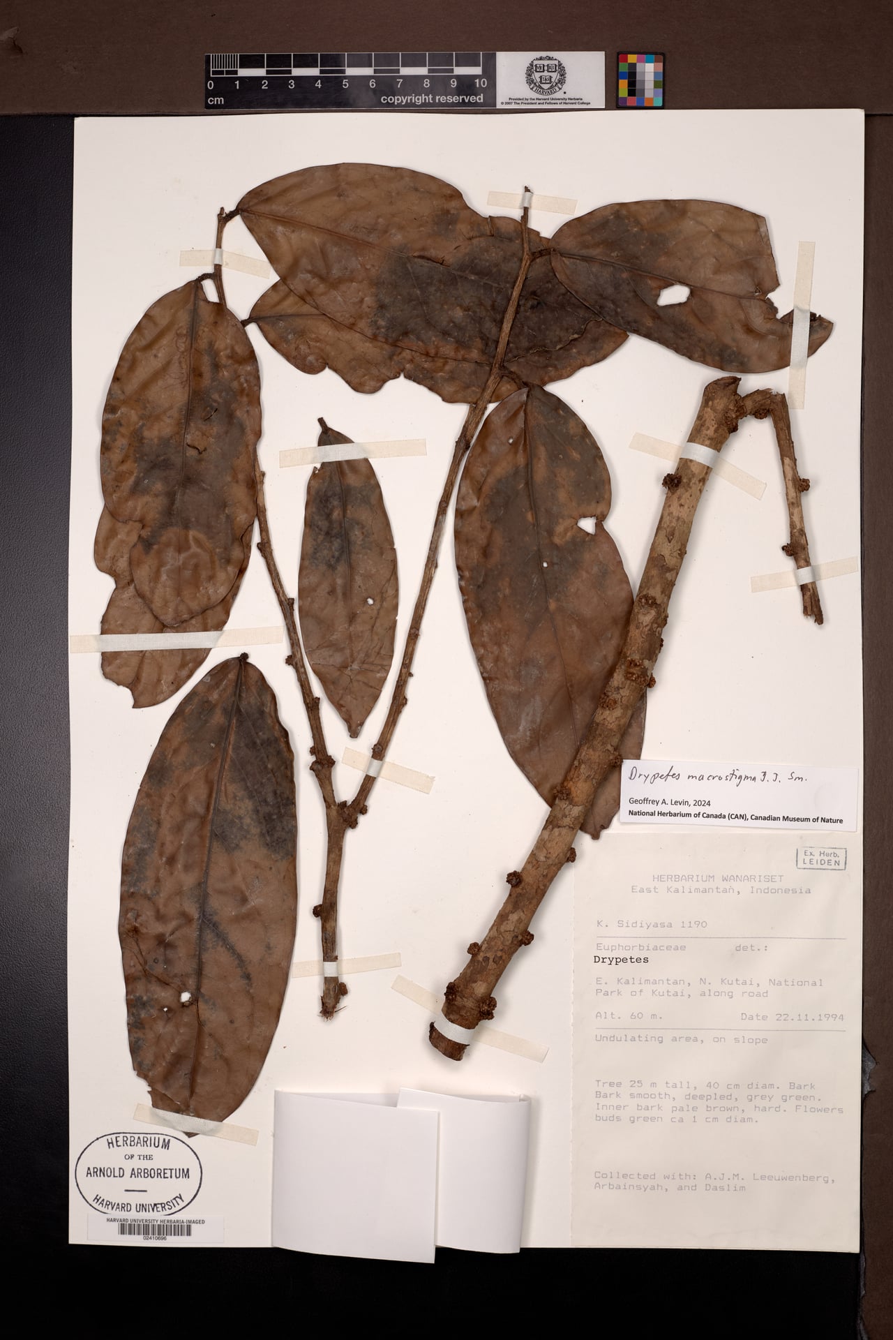 Drypetes macrostigma
