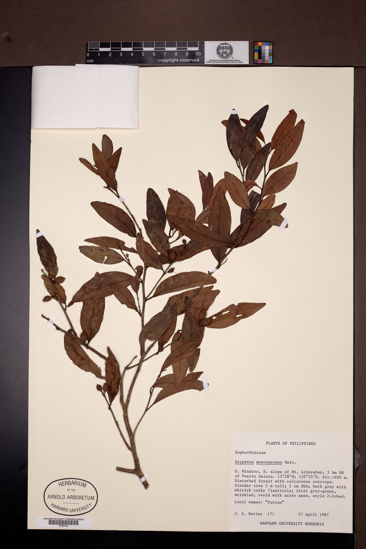 Drypetes monosperma (Kuttipa) — photo