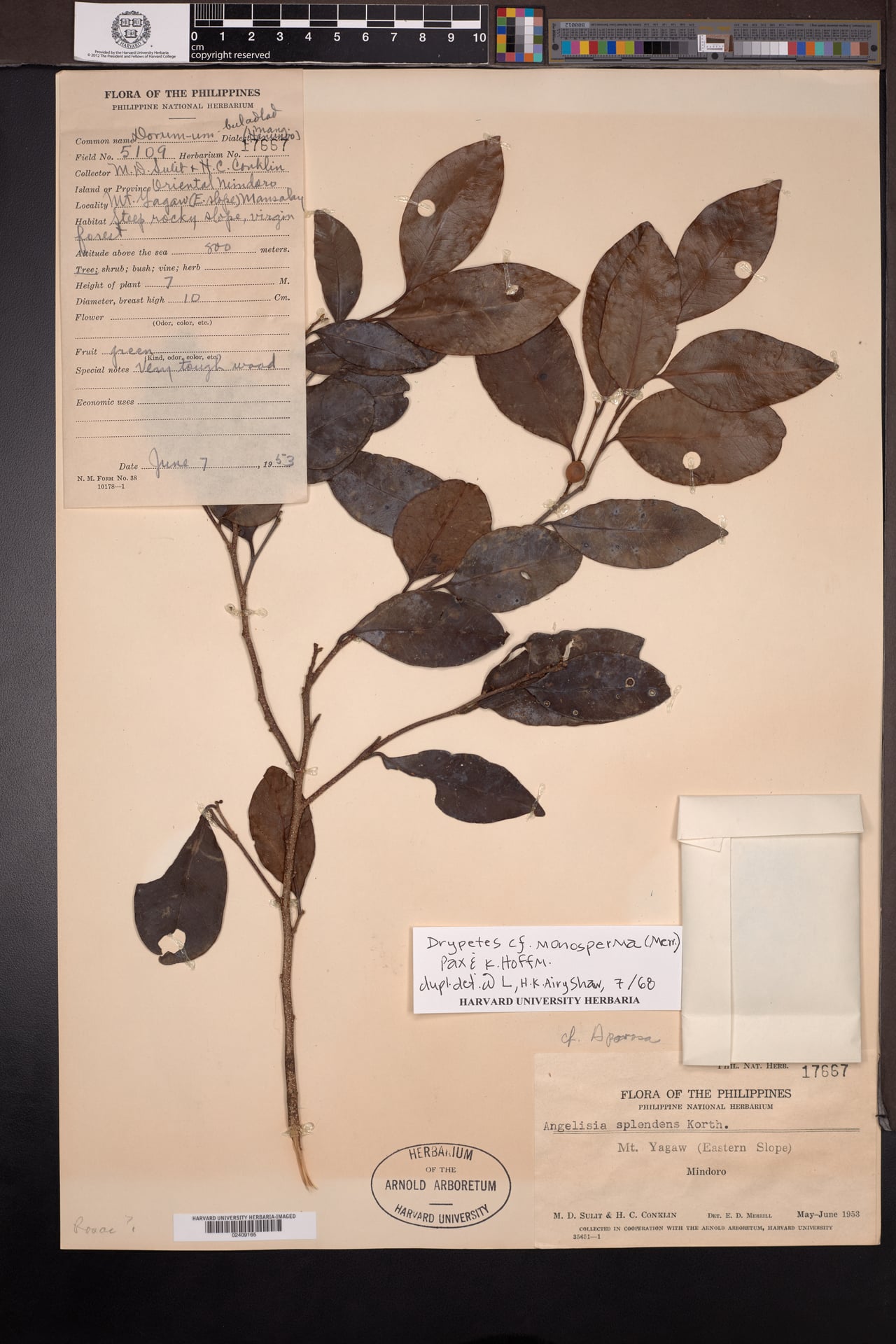 Drypetes monosperma (Kuttipa) — photo