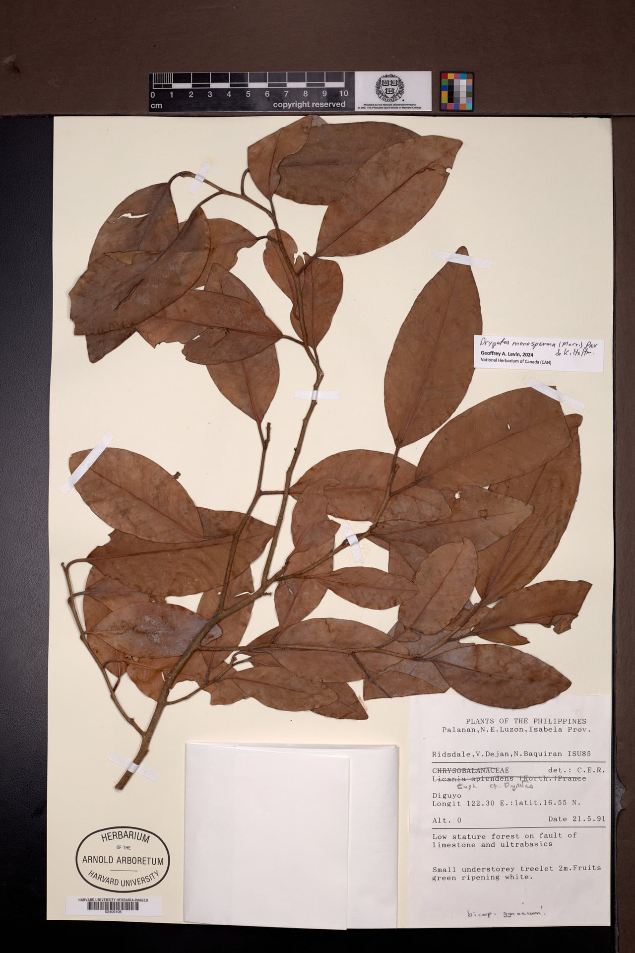 Drypetes monosperma