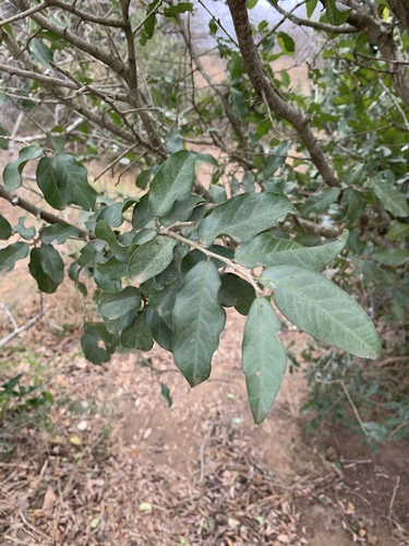 Drypetes mossambicensis (Sand drypetes) — photo