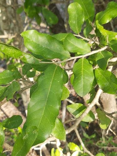 Drypetes mossambicensis