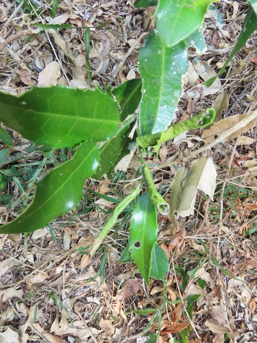 Drypetes natalensis — photo