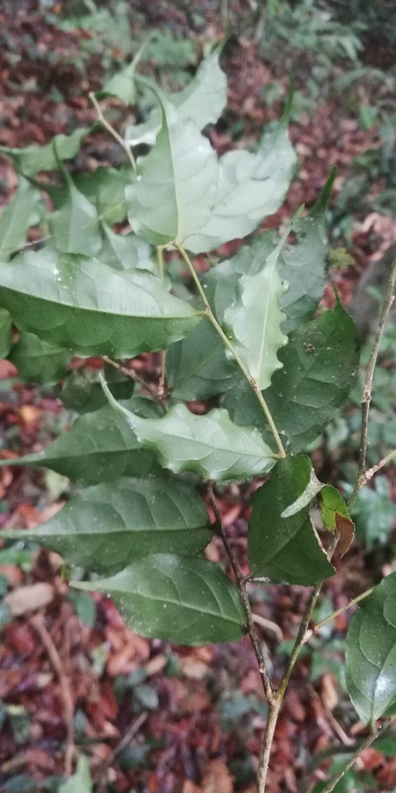 Drypetes paxii
