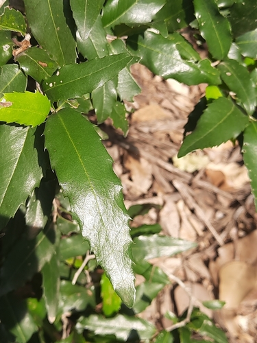 Drypetes sepiaria — photo