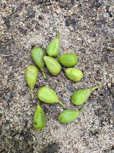 Drypetes variabilis — photo