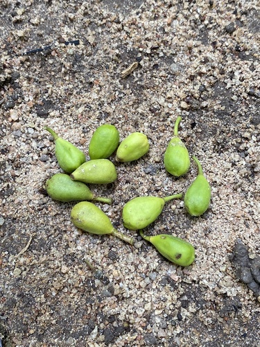 Drypetes variabilis