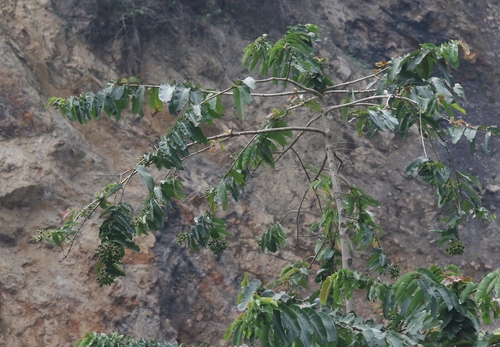 Duabanga grandiflora — photo