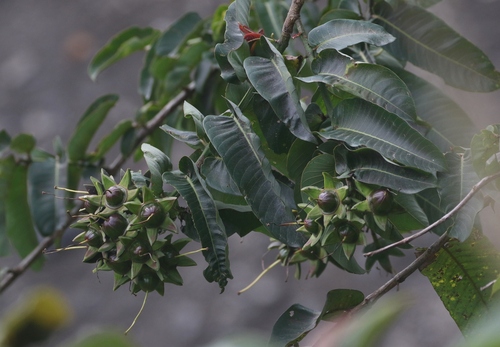 Duabanga grandiflora — photo
