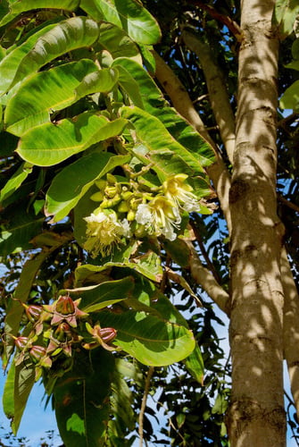 Duabanga grandiflora