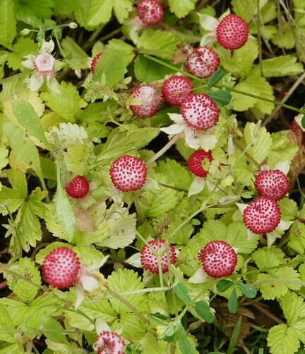 Duchesnea chrysantha — photo