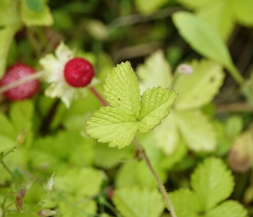 Duchesnea chrysantha — photo