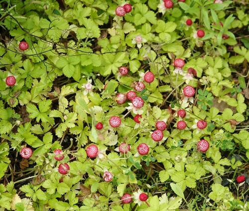 Duchesnea chrysantha