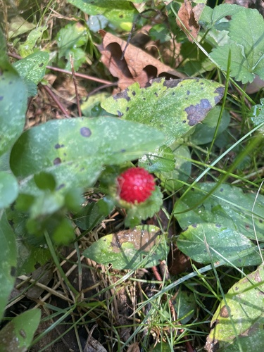 Duchesnea indica (Indian Strawberry) — photo