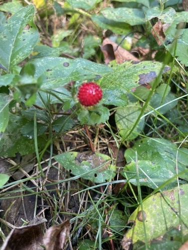 Duchesnea indica (Indian Strawberry) — photo