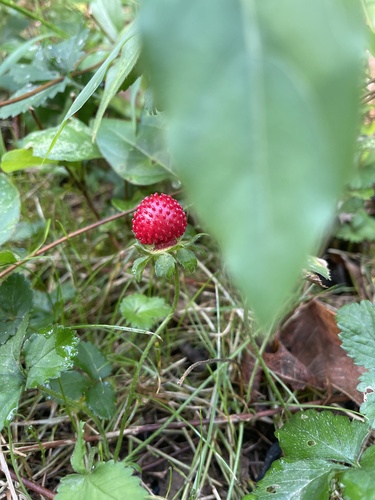 Duchesnea indica