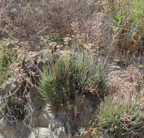 Dudleya edulis (Mission lettuce) — photo