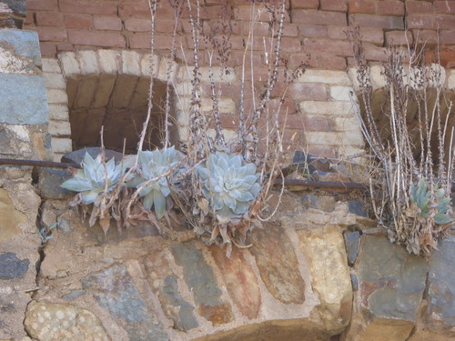 Dudleya pulverulenta (Chalk lettuce) — photo