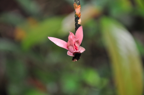 Duguetia flagellaris