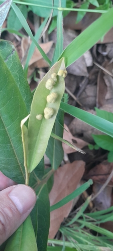 Duguetia furfuracea