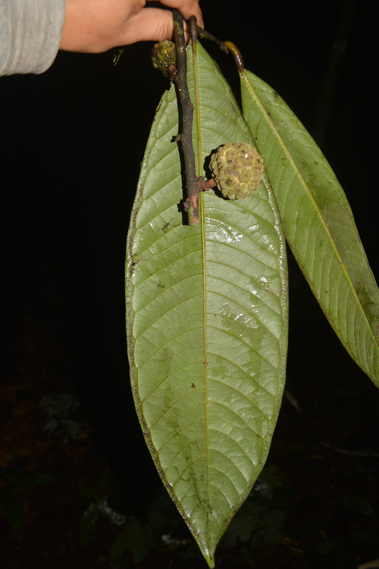 Duguetia latifolia (Broadleaf duguetia) — photo