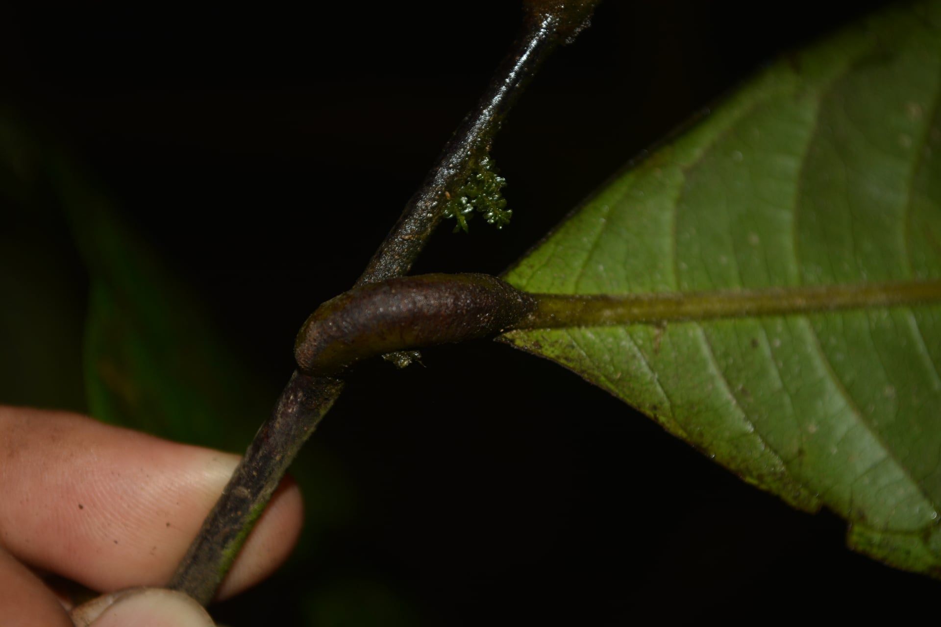 Duguetia latifolia (Broadleaf duguetia) — photo