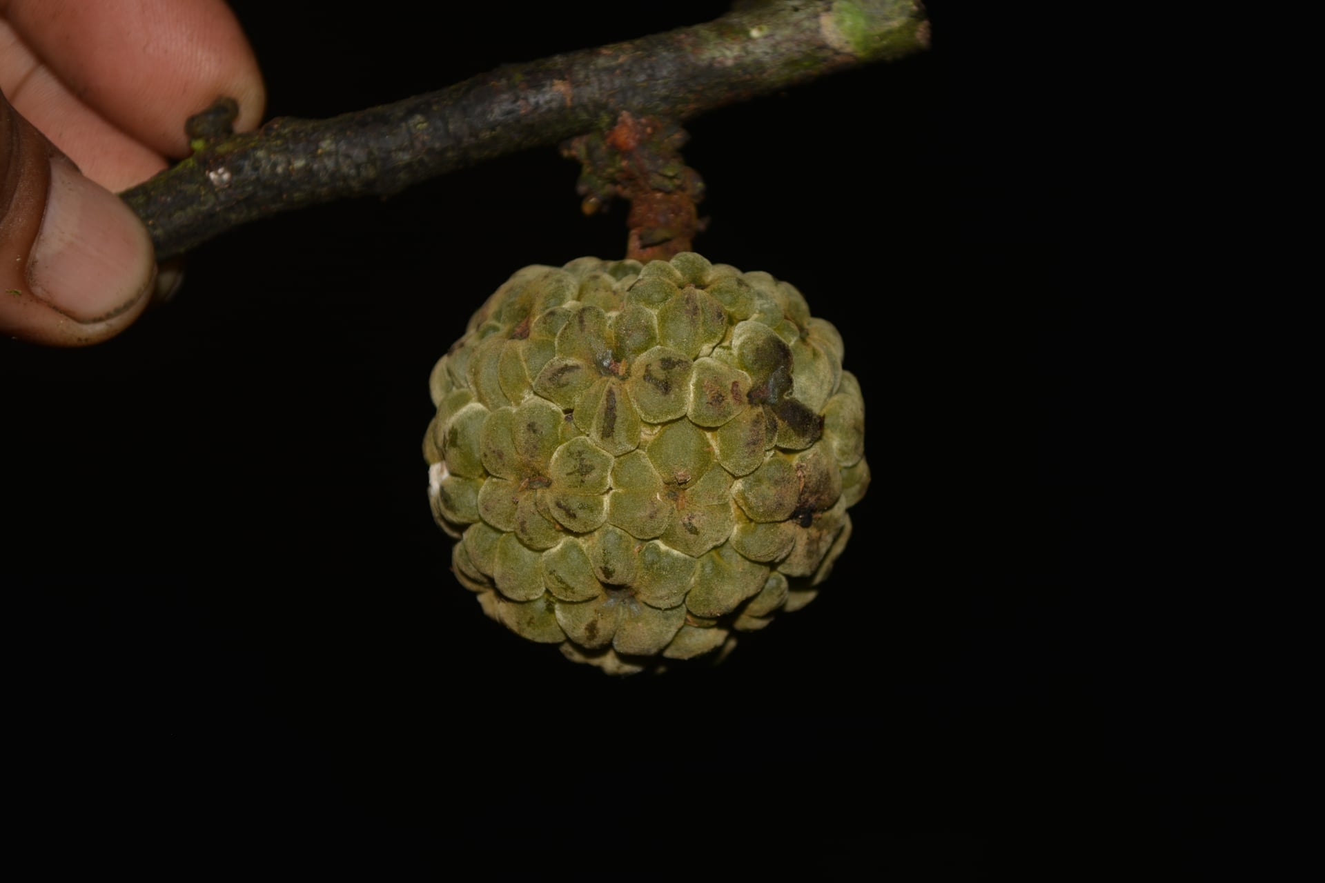 Duguetia latifolia