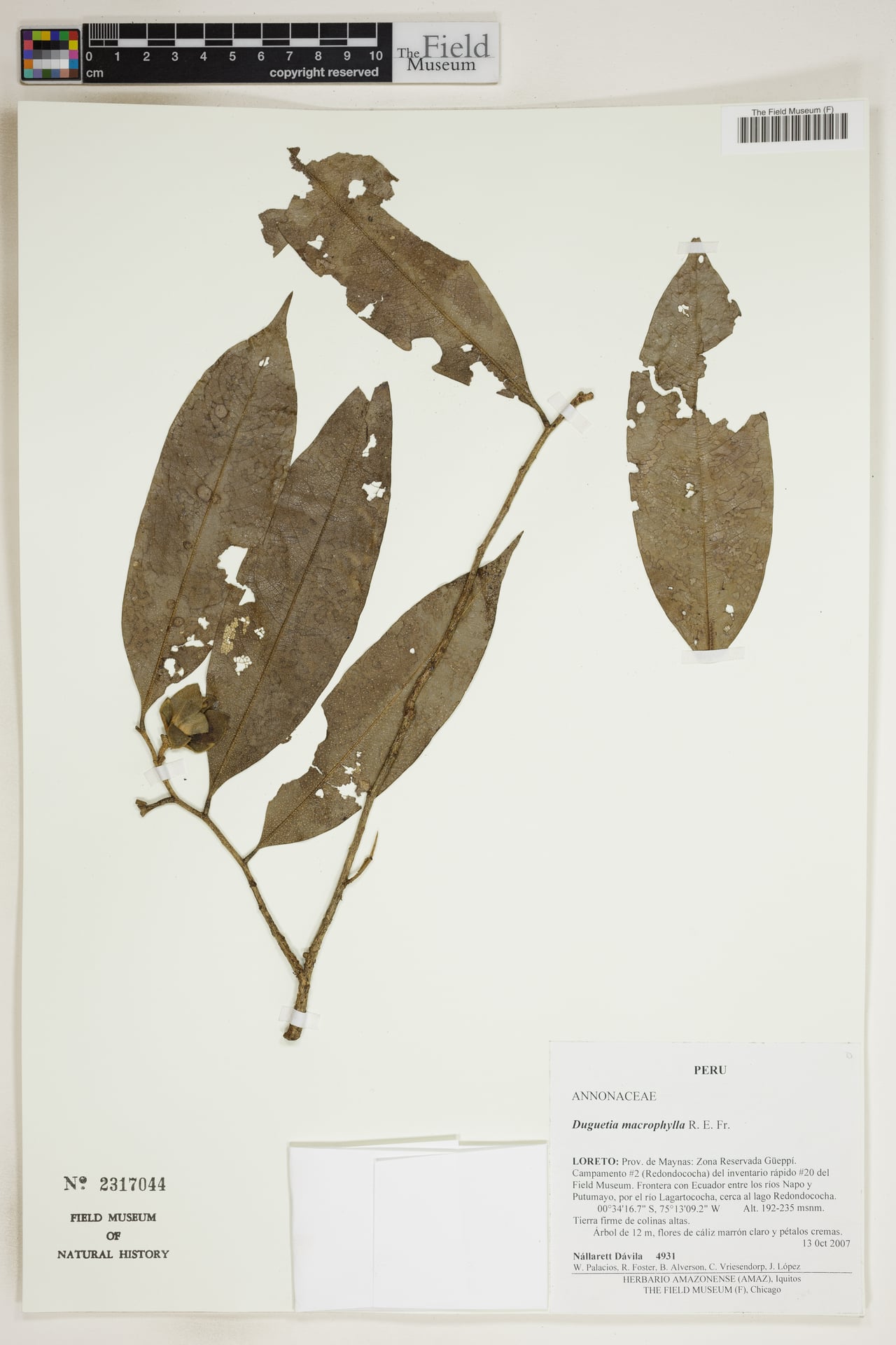 Duguetia macrophylla (Big leaf duguetia) — photo