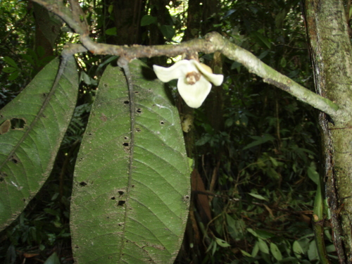 Duguetia macrophylla