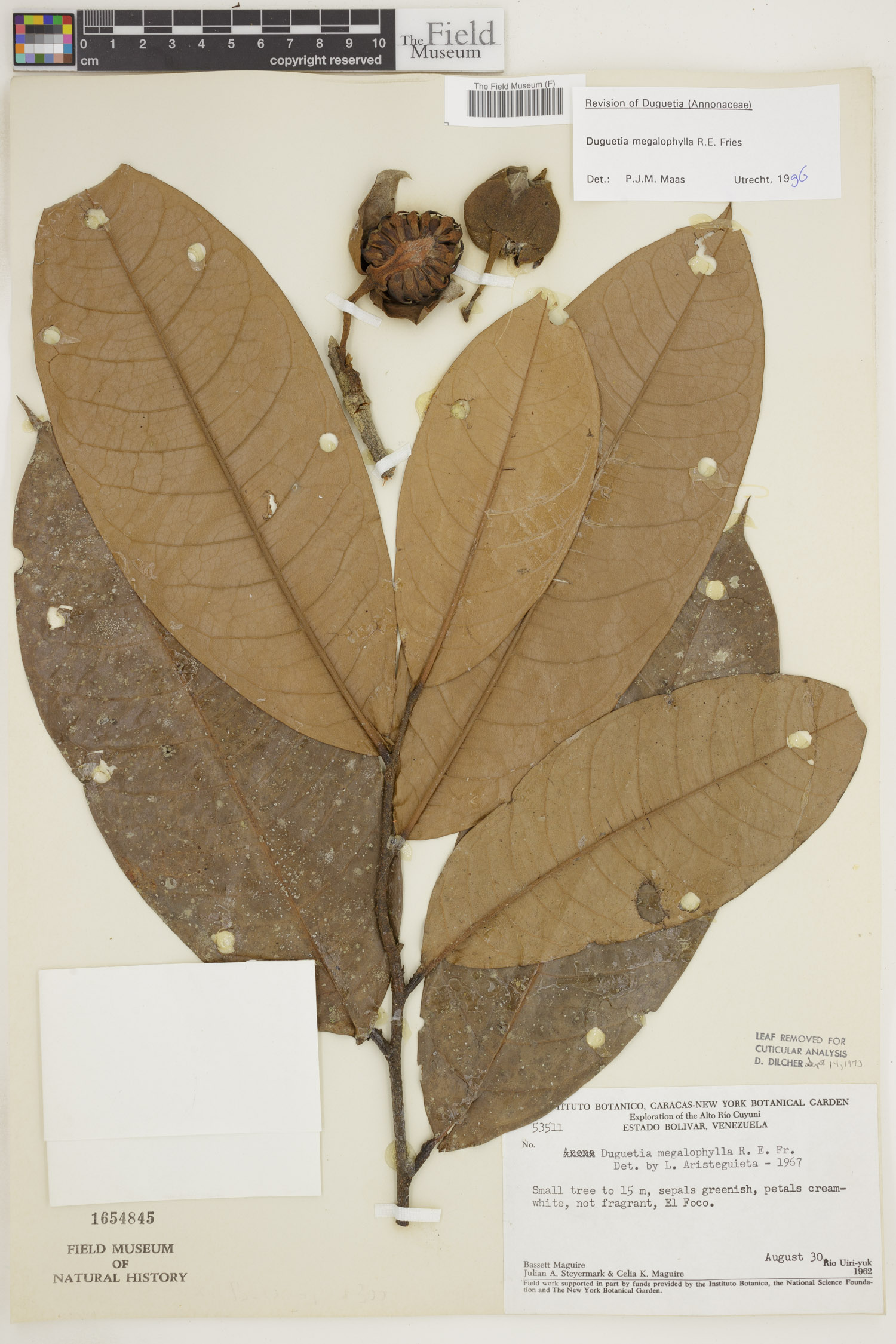 Duguetia megalophylla (Monkey soursop) — photo