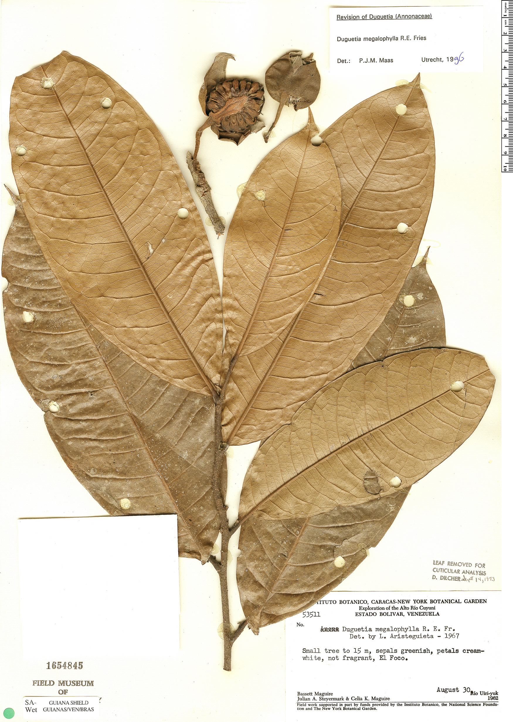 Duguetia megalophylla (Monkey soursop) — photo
