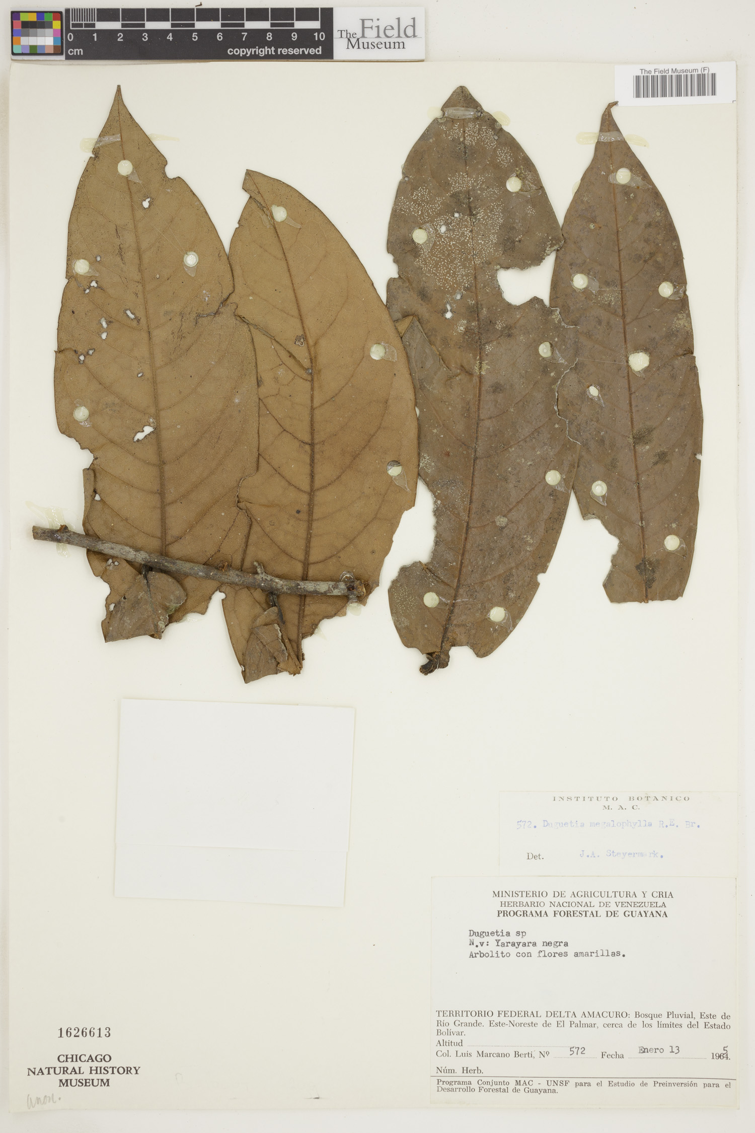 Duguetia megalophylla