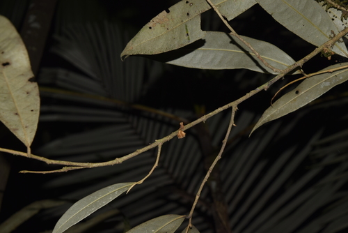 Duguetia odorata (Fragrant duguetia) — photo